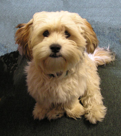 yorkie bischon yorkie bijon breeds picture yorkie bischon yorkie bijon breeds picture