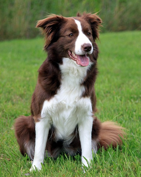 Border Collie border-collie-09 – MİNİK DOSTUM