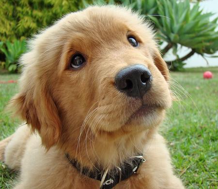 [Resim: golden-retriever-01.jpg?d149fe]