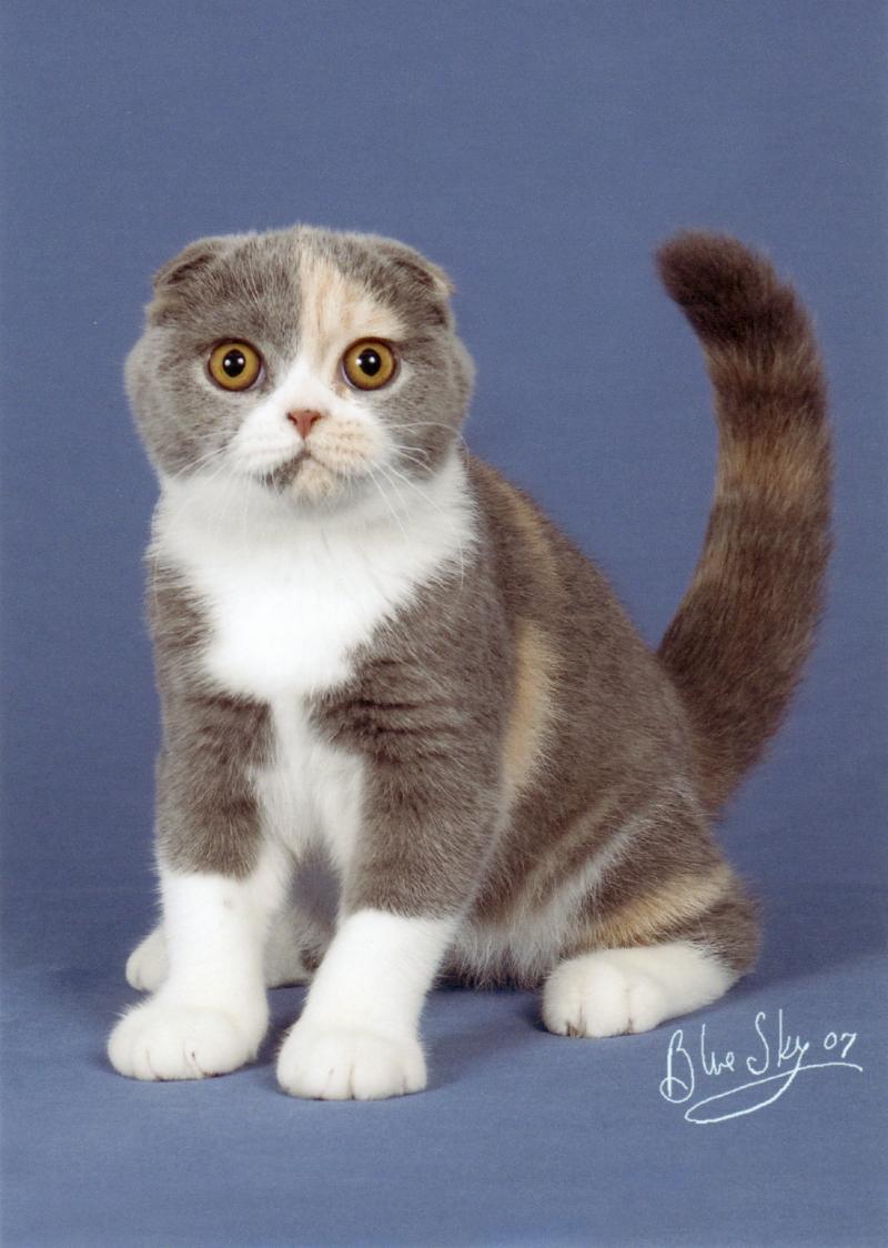 British Shorthair Scottish Fold Fiyatlari British Shorthair