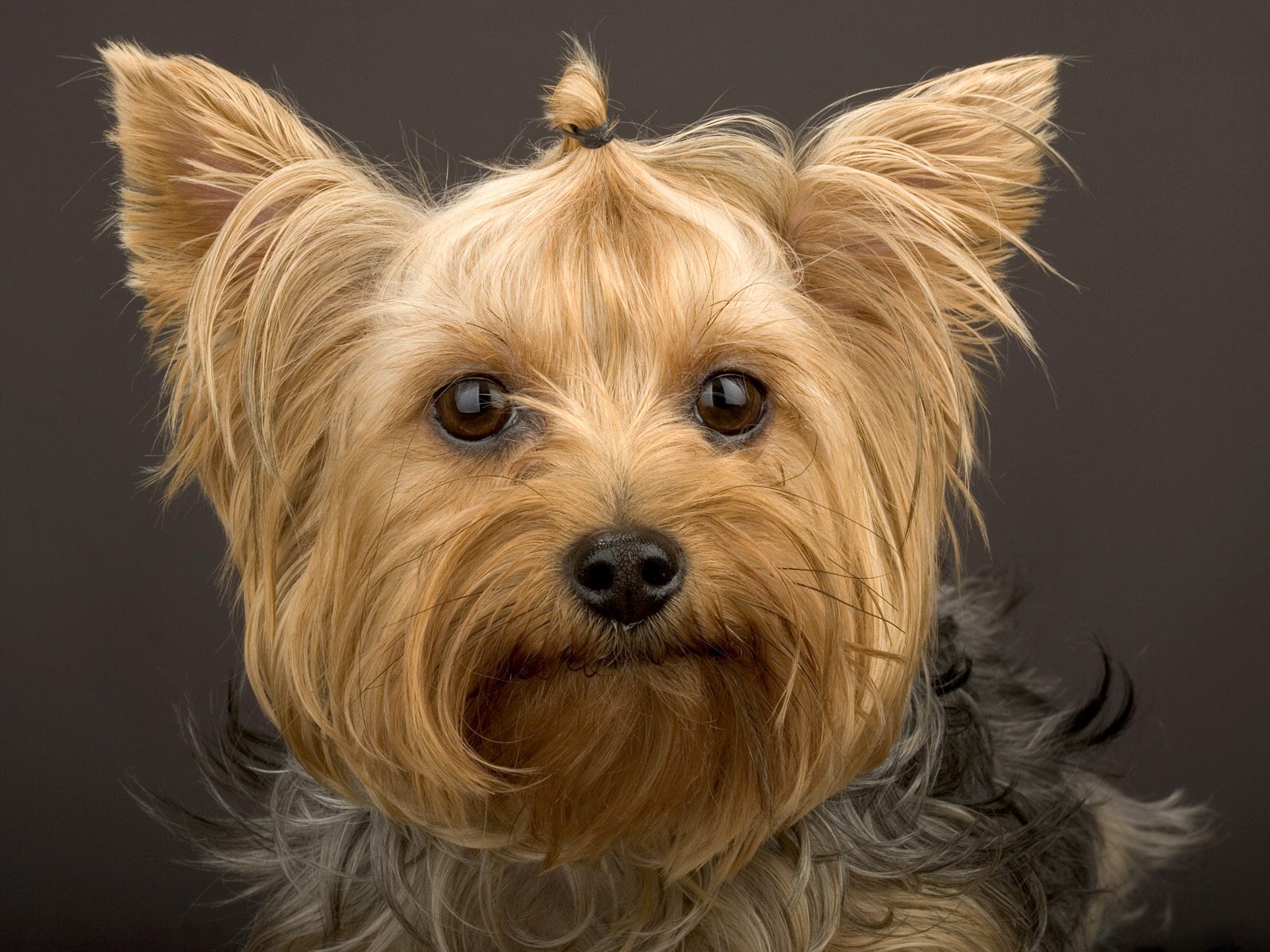Yorkshire Terrier: sahiplerinin yorumları Yorkshire Terrier: sahiplerinin yorumları