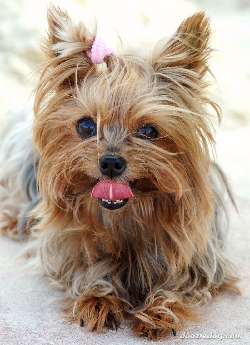 Yorkshire Terrier: sahiplerinin yorumları Yorkshire Terrier: sahiplerinin yorumları