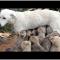 35 Köpek Yavrusuna Süt Annelik Yapıyor