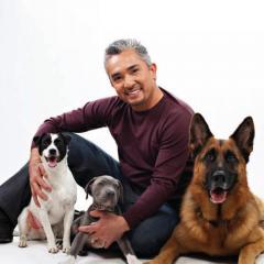 Cesar Millan’dan Köpek Sahiplerine Tüyolar