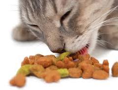 Kedilerde Bakım ve Beslenme