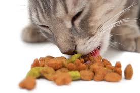 Kedilerde Bakım ve Beslenme