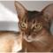 Abyssinian