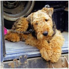 Airedale Terrier