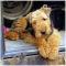 Airedale Terrier