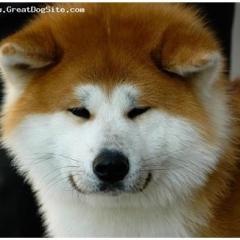 Akita Inu