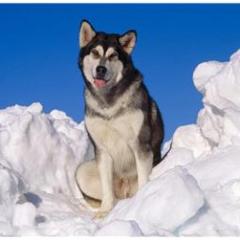 Alaskan Malamute