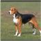 American Foxhound