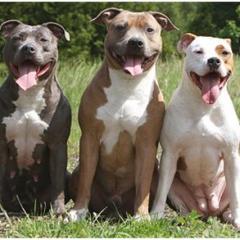 American PittBull Terrier