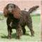 American Water Spaniel