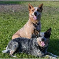 Australian Cattle Dog