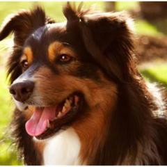 Australian Shepherd Dog