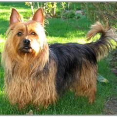 Australian Terrier