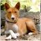 Basenji