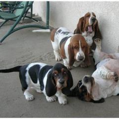 Basset Hound