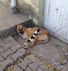 batmanda-kedi-kopek-dostlugu (1)