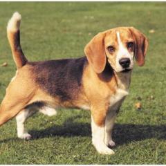 Beagle