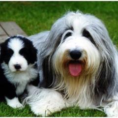 Bearded Collie