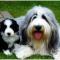 Bearded Collie