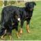 Beauceron