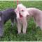 Bedlington Terrier