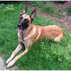 Belgian Malinois