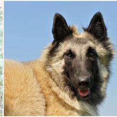 Belgian Tervuren