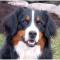 Bernese Mountain Dog