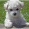 Bichon Frise