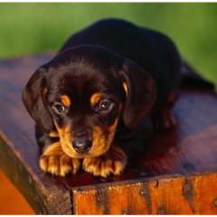 Black Tan Coonhound