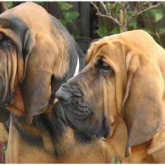 Bloodhound