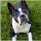 Boston Terrier