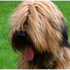 Briard