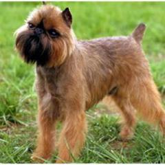 Brussels Griffon