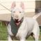 Bull Terrier