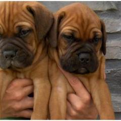 Bullmastiff