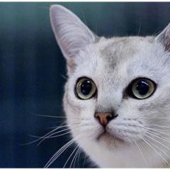 Burmilla (Silver Burmese)