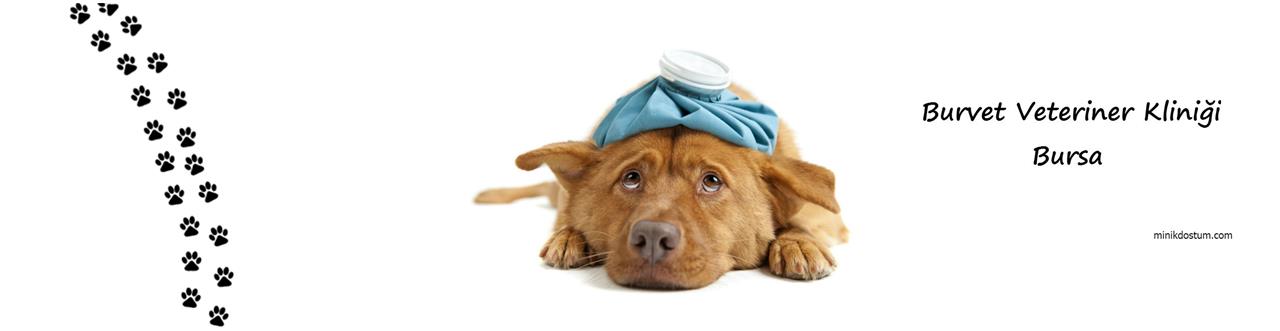Canay Vet Veteriner Klinigi Bursa Facebook