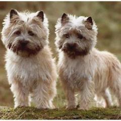 Cairn Terrier