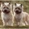 Cairn Terrier