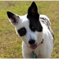 Canaan Dog