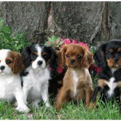 Cavalier King Charles Spaniel