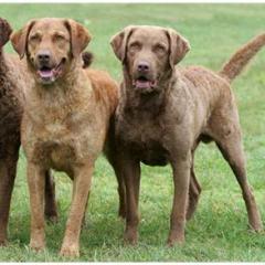 Chesapeake Bay Retriever