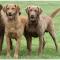 Chesapeake Bay Retriever