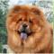 Chow Chow