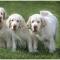 Clumber Spaniel